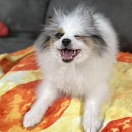 Pomeranians from Dalton’s Pomeranians