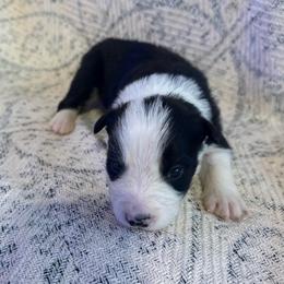 Titan - Black and white male Border Collie puppy in Mckinney, Texas from Border Collies of Ruidoso