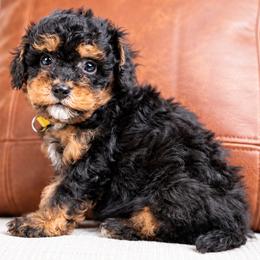 Alder - Phantom male Bernedoodle puppy in Salt Lake City, Utah from Country Lane Doodles
