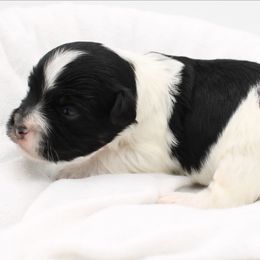Salsa - Black and white male Havanese puppy in Hendersonville, North Carolina from Grayfinn House