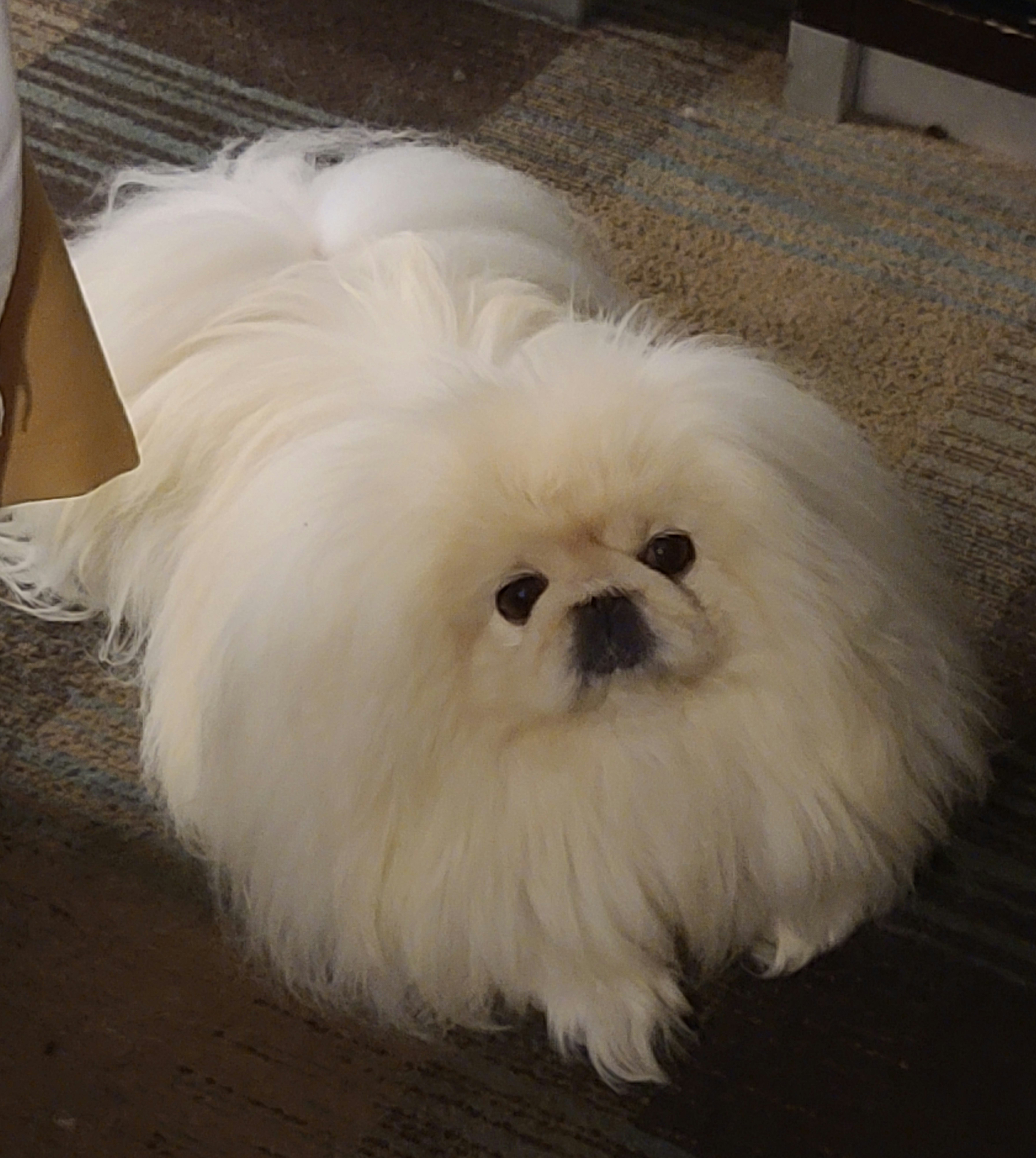 Pekingese Puppies from Tao Pekingese