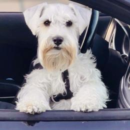Duke - Miniature Schnauzer
