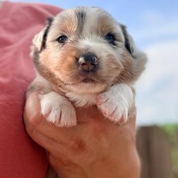Curly - Blue merle male Australian Shepherd puppy in Ashland, Ohio from SS Australian Shepherds