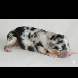 Female 1 - Blue merle female Australian Shepherd puppy in Hamilton, New Jersey from Birch Haus