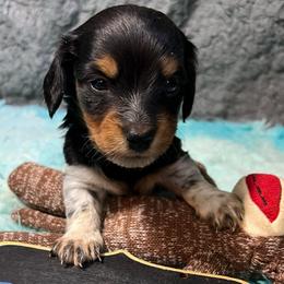 Sooty - Piebald male Dachshund puppy in Bigfork, Minnesota from Dachshunds Up North