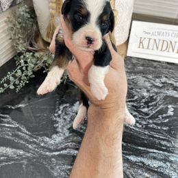 Lily - Blue merle female Bernedoodle puppy in Holtwood, Pennsylvania from Country Ridge Puppies