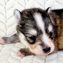 Marshall - Silver and white male Pomsky puppy in Sheffield, Iowa from Clover Ridge Pomskies
