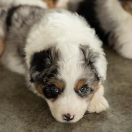 DANDY - Blue merle male Australian Shepherd puppy in Markleville, Indiana from Take Five Aussies