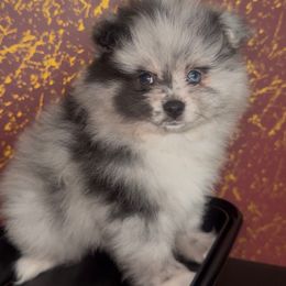 Bookie - Blue merle Pomeranian puppy in Los Angeles, California from AMAYSING Pups