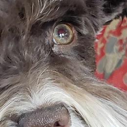Bruno - Miniature Schnauzer