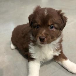 KitKat - Red tri female Miniature Australian Shepherd puppy in Weatherford, Texas from F & T Aussies