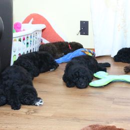 Poodle Puppies from RK'S Pets