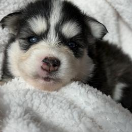 Dash - Black and white male Pomsky puppy in Mc Minnville, Oregon from West Coast Pomskies