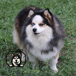 Rex - Pomsky
