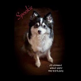 Spookie - Pomsky