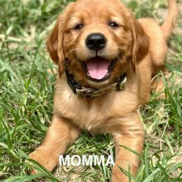 Momma - Dark golden female Golden Retriever puppy in Jonesboro, Arkansas from N. E. Arkansas Goldens and Doodles/ Southern Brewed Goldens