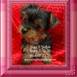Tessa - Black and tan female Yorkshire Terrier puppy in Silverhill, Alabama from Malteseuluv’s Tiny Treasurers