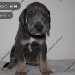 Turquoise - Blue female Great Dane puppy in Edinburg, Texas from Chestnut Great Danes