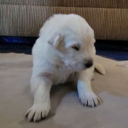 Tan - White male German Shepherd puppy in Pahrump, Nevada from Rayler Kennels