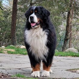 Peter - Bernese Mountain Dog