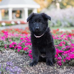 Girl 2 - female German Shepherd puppy in Loveland, Colorado from Coal Creek Shepherds
