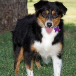 Peter - Miniature Australian Shepherd