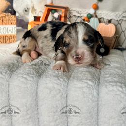 Miss. Purple-4200 - Dapple female Dachshund puppy in Sparr, Florida from From the Heart Doxies