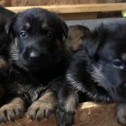 German Shepherds from Lisa Celoni's German Shepherds