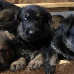 German Shepherds from Lisa Celoni's German Shepherds