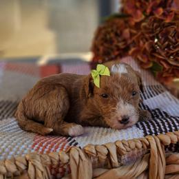 Pumpkin - Red female Bernedoodle puppy in Russell Springs, Kentucky from 270 Doodles
