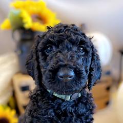 Double Doodle Puppies from Silvia's Doodles