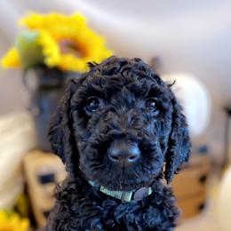 Double Doodle Puppies from Silvia's Doodles