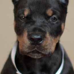 Doberman Pinscher Puppies from Rangewood Kennel