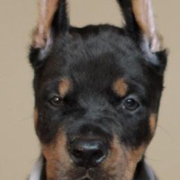 Doberman Pinscher Puppies from Rangewood Kennel