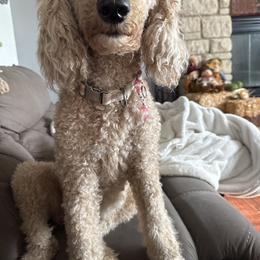 Abbie - Poodle