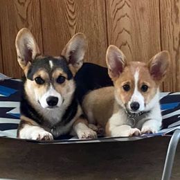 Pembroke Welsh Corgis from Sun Valley Kennels