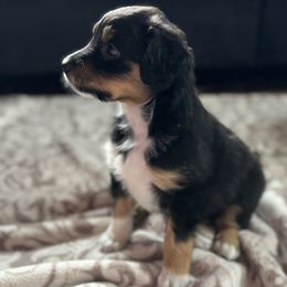 English Shepherds from Grey Stone English Shepherds