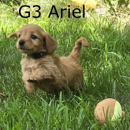 Girl 3 - Cream female Goldendoodle puppy in Milford, Michigan from Servant Kennel