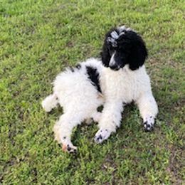 Poodles from Kountry Bumpkin Canines