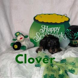 Clover - Black and cream male Dachshund puppy in Monitor, Washington from Shannon Dolly’s Dachshunds