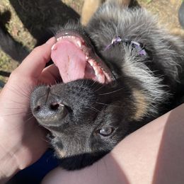 German Shepherds from Parsons German Shepherds