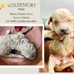 Voldemort - Parti male Goldendoodle puppy in Hilton, New York from The House of Goldendoodle