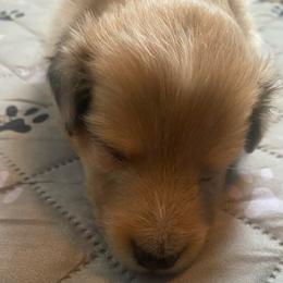 Barney (Male 2) - Sable merle and white male Shetland Sheepdog puppy in Chambersburg, Pennsylvania from Clark Kennel Shelties