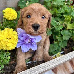 Cookie - Yellow - Apricot female Australian Labradoodle puppy in Citrus Heights, California from Elite Blend Labradoodles