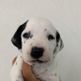 Ear patch boy - White and black male Dalmatian puppy in Sacramento, California from Dream Dalmatians