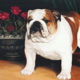 Chief - Bulldog