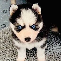 Naka - Black and white female Pomsky puppy in Sacramento, California from 916 Pomskies