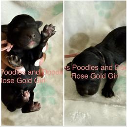 Cavapoo Puppies from Lovies Poodles and Doodles