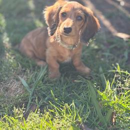 Jules - Dachshund