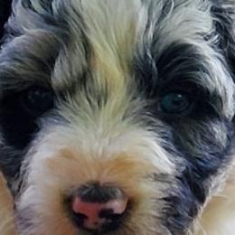 Aussiedoodles and French Bulldogs from BlackCrown Kennel